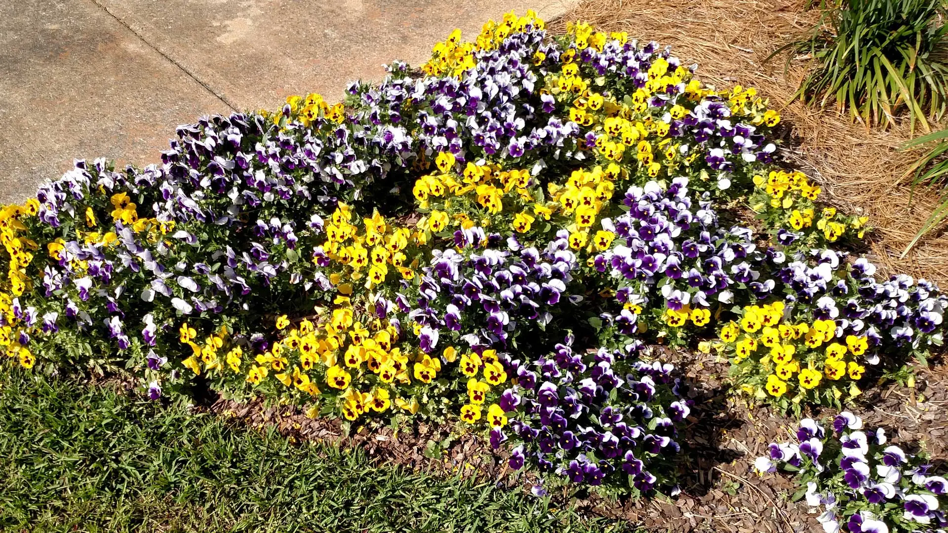 Spring annual flowers planted in a landscaping bed in front of a home in Louisville, GA.
