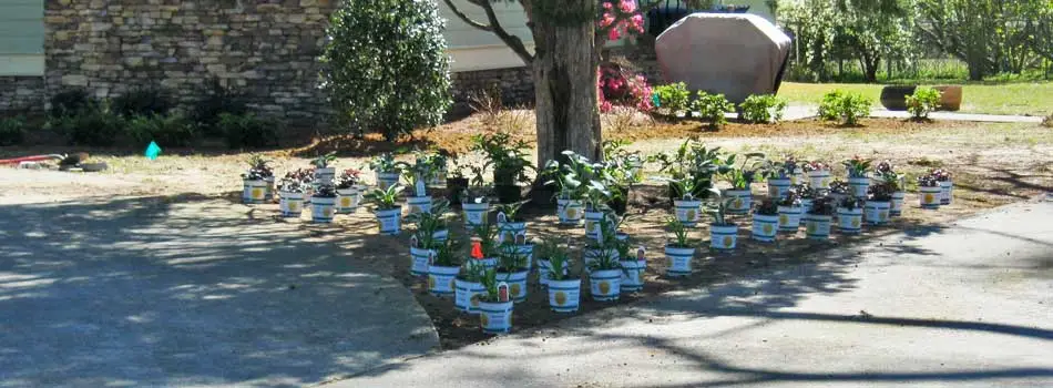 New plants laid out in preparation for landscape installation at a home in Waynesboro, GA.