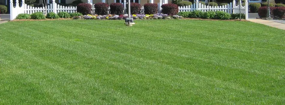 Lawn we mowed in Louisville, GA.