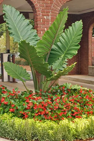 Annuals surrounding a large elephant ear at a property in Louisville, GA.