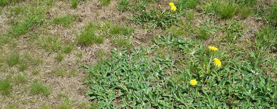 Weed taking over a lawn in Wrens, GA.